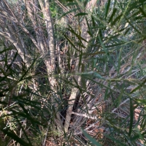 Acacia floribunda at Hughes, ACT - 22 May 2022