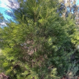 Acacia floribunda at Hughes, ACT - 22 May 2022