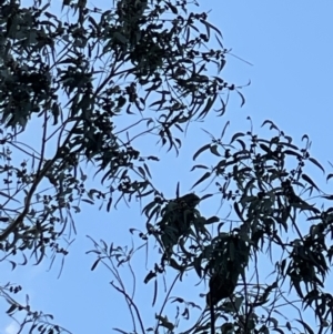 Callocephalon fimbriatum at Deakin, ACT - suppressed