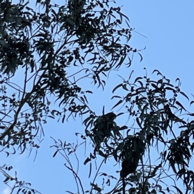 Callocephalon fimbriatum (Gang-gang Cockatoo) at Deakin, ACT - 22 May 2022 by JamonSmallgoods