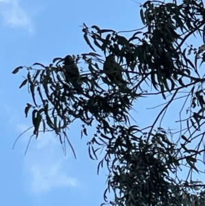 Callocephalon fimbriatum at Deakin, ACT - 22 May 2022