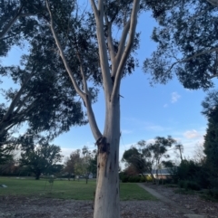 Callocephalon fimbriatum at Deakin, ACT - 22 May 2022