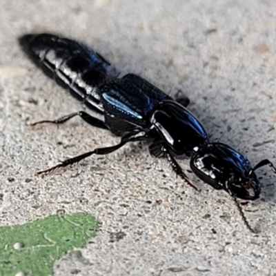 Staphylinidae (family) (Rove beetle) at Holt, ACT - 22 May 2022 by trevorpreston