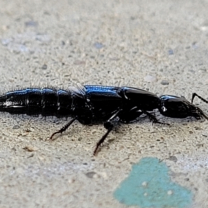 Staphylinidae (family) at Holt, ACT - suppressed