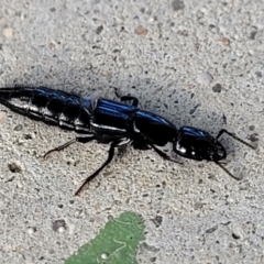 Staphylinidae (family) at Holt, ACT - suppressed