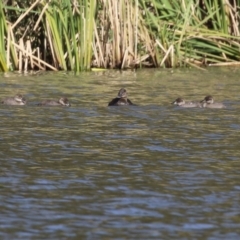 Oxyura australis (Blue-billed Duck) at Upper Stranger Pond - 22 May 2022 by RodDeb