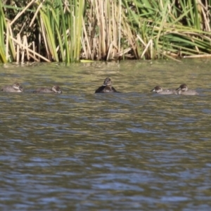 Oxyura australis (Blue-billed Duck) at suppressed by RodDeb