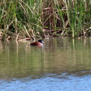 Oxyura australis at Isabella Plains, ACT - 22 May 2022