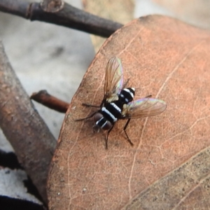 Trigonospila sp. (genus) at Acton, ACT - 23 Apr 2022