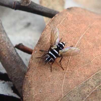 Trigonospila sp. (genus) (A Bristle Fly) at Acton, ACT - 23 Apr 2022 by HelenCross