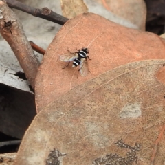 Trigonospila sp. (genus) at Acton, ACT - 23 Apr 2022