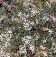 Hakea decurrens (Bushy Needlewood) at Black Mountain - 23 May 2022 by Jenny54