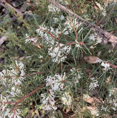 Hakea decurrens (Bushy Needlewood) at Black Mountain - 23 May 2022 by Jenny54