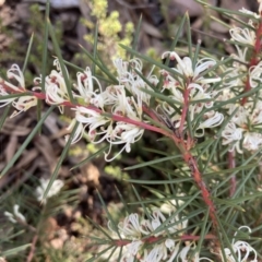 Hakea decurrens at O'Connor, ACT - 24 May 2022