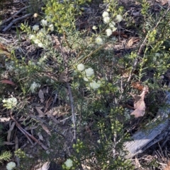 Acacia genistifolia (Early Wattle) at Black Mountain - 23 May 2022 by Jenny54