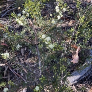 Acacia genistifolia at O'Connor, ACT - 24 May 2022 09:39 AM