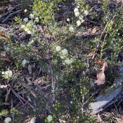 Acacia genistifolia (Early Wattle) at Black Mountain - 23 May 2022 by Jenny54