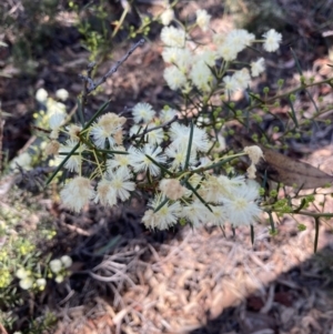 Acacia genistifolia at O'Connor, ACT - 24 May 2022