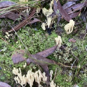 Ramaria sp. at Acton, ACT - 24 May 2022