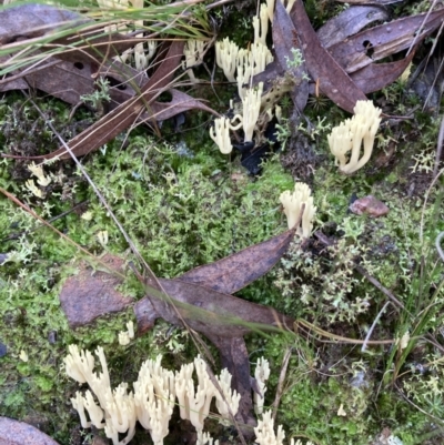 Ramaria sp. (A Coral fungus) at Black Mountain - 24 May 2022 by Jenny54