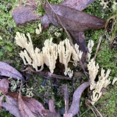 Ramaria sp. at Acton, ACT - 24 May 2022