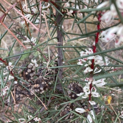 Hakea decurrens (Bushy Needlewood) at Hackett, ACT - 26 Apr 2022 by Jenny54