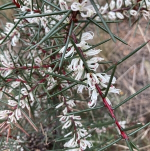 Hakea decurrens at Hackett, ACT - 26 Apr 2022 09:30 AM