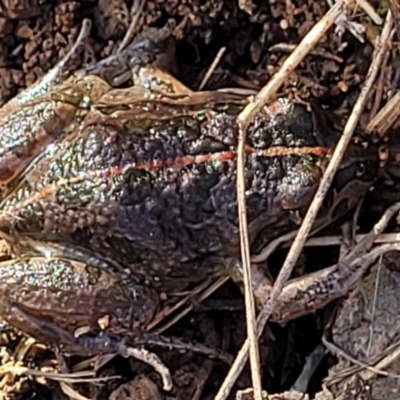 Limnodynastes tasmaniensis (Spotted Grass Frog) at Watson Woodlands - 24 May 2022 by trevorpreston