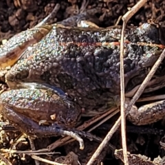 Limnodynastes tasmaniensis at Watson, ACT - 24 May 2022