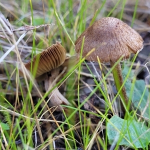 Inocybe sp. at Watson, ACT - 24 May 2022