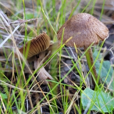 Inocybe sp. (Inocybe) at Watson, ACT - 24 May 2022 by trevorpreston