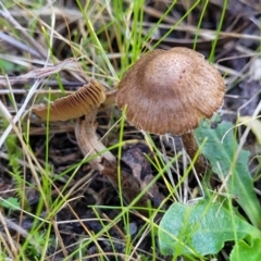 Inocybe sp. at Watson, ACT - 24 May 2022 11:51 AM