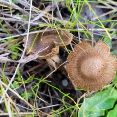 Inocybe sp. at Watson, ACT - 24 May 2022 11:51 AM