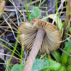 Inocybe sp. at Watson, ACT - 24 May 2022 11:51 AM