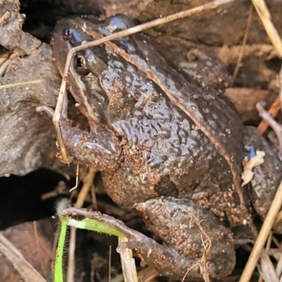 Limnodynastes tasmaniensis (Spotted Grass Frog) at Watson Woodlands - 24 May 2022 by trevorpreston