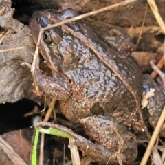 Limnodynastes tasmaniensis (Spotted Grass Frog) at Watson, ACT - 24 May 2022 by trevorpreston