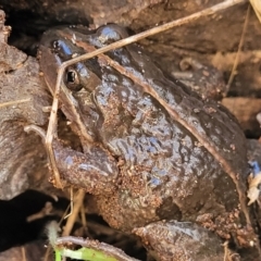 Limnodynastes tasmaniensis at Watson, ACT - 24 May 2022 11:49 AM