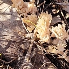 Ramaria sp. (genus) (A Coral fungus) at Watson, ACT - 24 May 2022 by trevorpreston