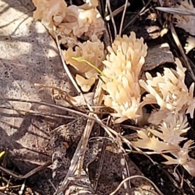 Ramaria sp. (A Coral fungus) at Watson, ACT - 24 May 2022 by trevorpreston