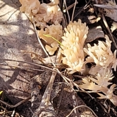 Unidentified Coralloid fungus, markedly branched (TBC) at Watson, ACT - 24 May 2022 by trevorpreston