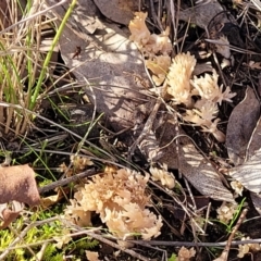 Ramaria sp. at Watson, ACT - 24 May 2022 11:58 AM