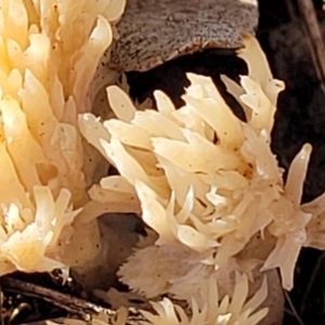 Ramaria sp. at Watson, ACT - 24 May 2022 11:58 AM