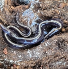 Caenoplana coerulea (Blue Planarian, Blue Garden Flatworm) at Watson Woodlands - 24 May 2022 by trevorpreston