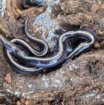 Caenoplana coerulea (Blue Planarian, Blue Garden Flatworm) at Watson Woodlands - 24 May 2022 by trevorpreston