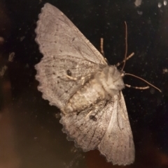 Melanodes anthracitaria (Black Geometrid) at Gundaroo, NSW - 1 Jan 2019 by Gunyijan