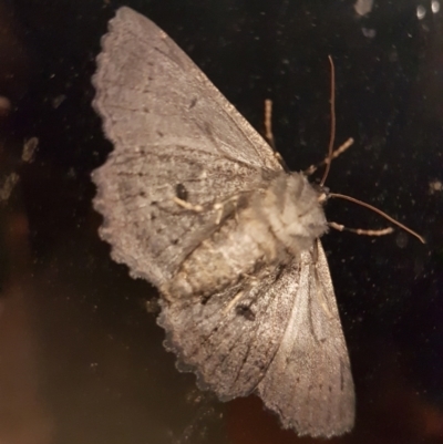 Melanodes anthracitaria (Black Geometrid) at Gundaroo, NSW - 1 Jan 2019 by Gunyijan