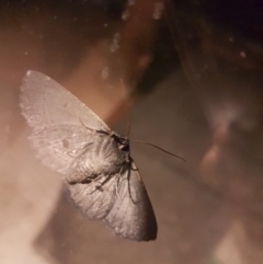 Melanodes anthracitaria at Gundaroo, NSW - 2 Jan 2019