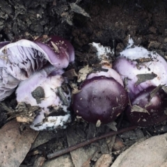 Cortinarius archeri s.l. (Emperor Cortinar) at Black Mountain - 23 May 2022 by RWPurdie