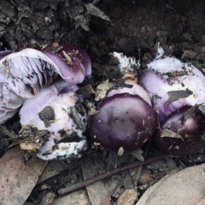 Cortinarius archeri s.l. at Acton, ACT - 23 May 2022 01:26 PM