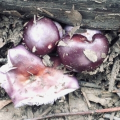 Cortinarius archeri s.l. at Acton, ACT - 23 May 2022